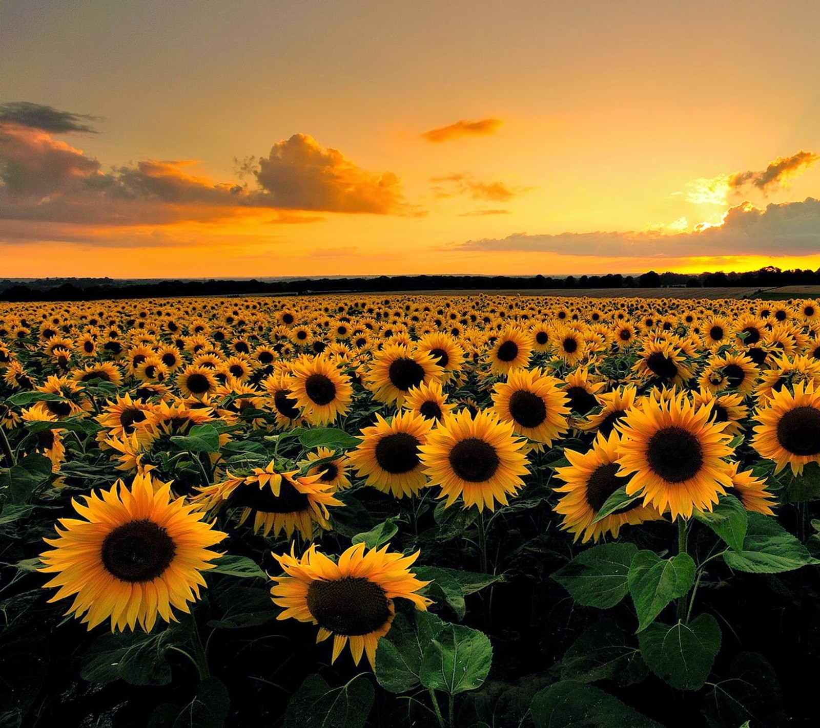 Tournesols arafed dans un champ au coucher du soleil avec un ciel nuageux (champ de tournesols, tournesols)