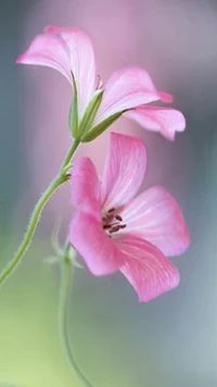 Zarte rosa Blumen in sanfter Schärfe