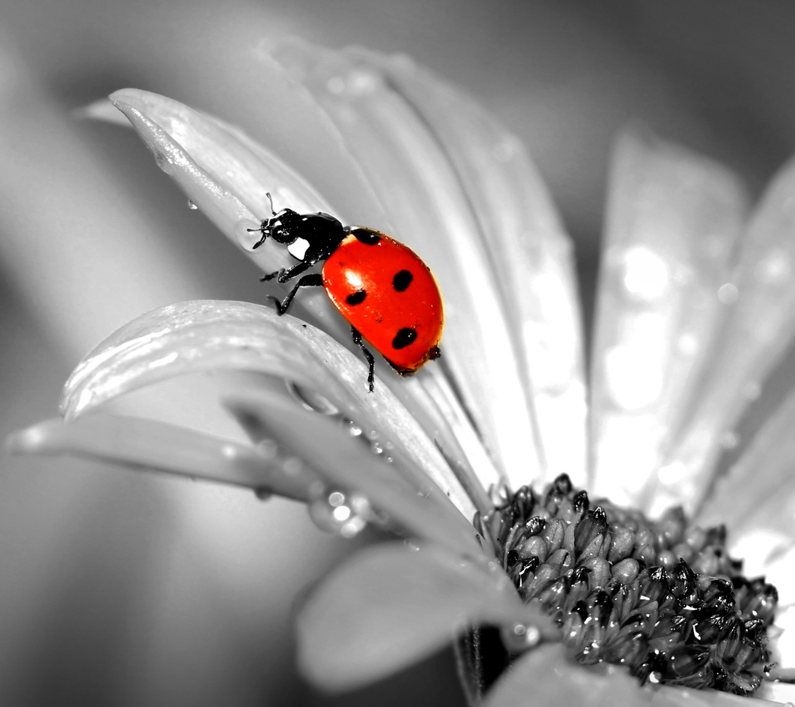 ladybug, red Download Wallpaper