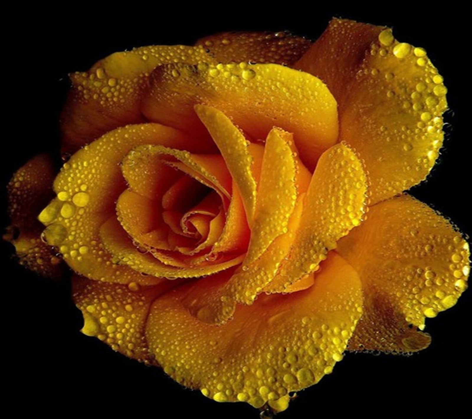 A close up of a yellow rose with water droplets on it (rose, yellow)