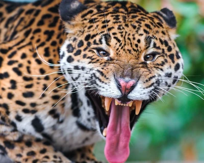 Jaguar majestuoso con una mirada intensa y boca abierta