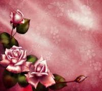 hermoso, amor, rosa, romance, romantic backgroun