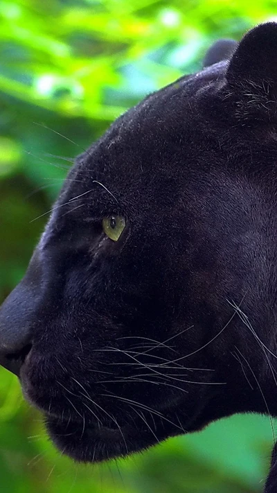 black, panther