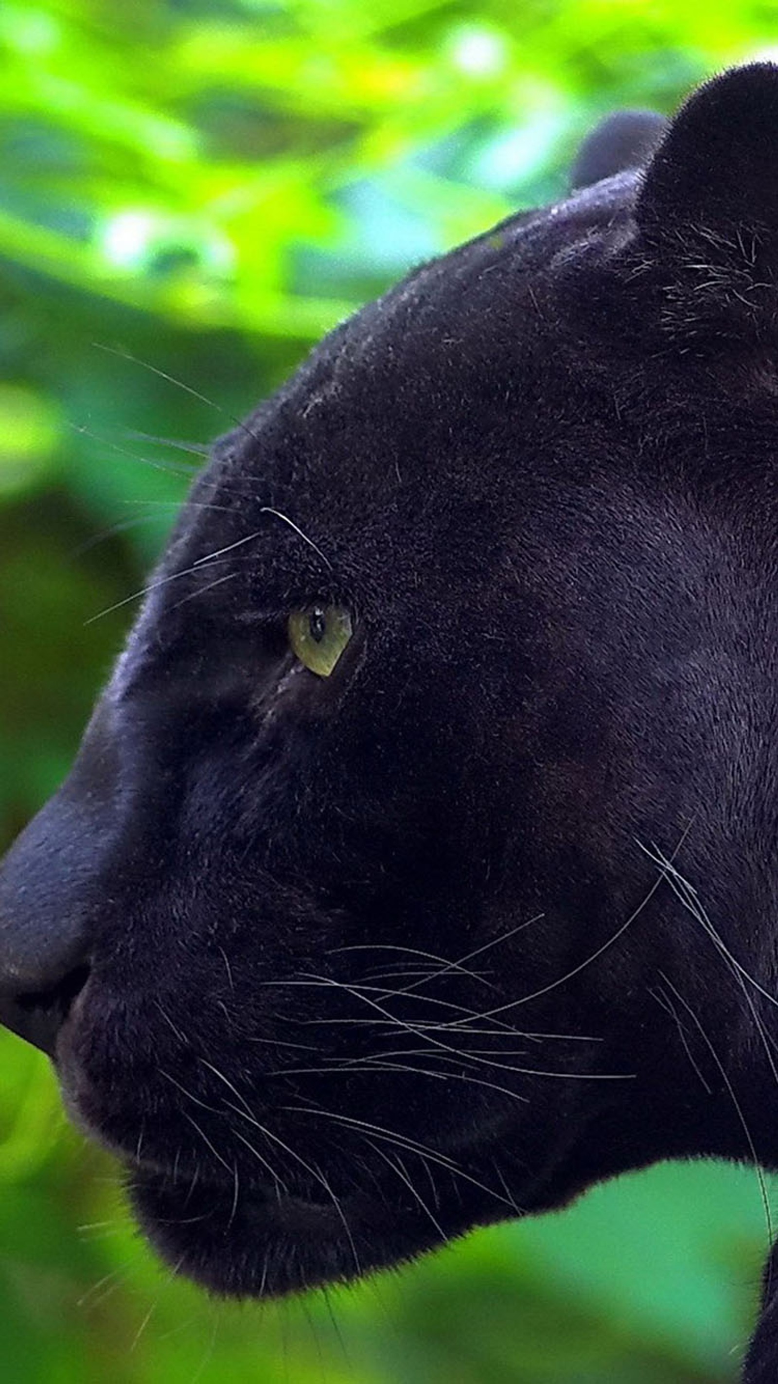 Una pantera negra con ojos verdes y una melena negra (negro, pantera)