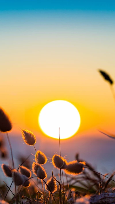 sommer, sonnenuntergang