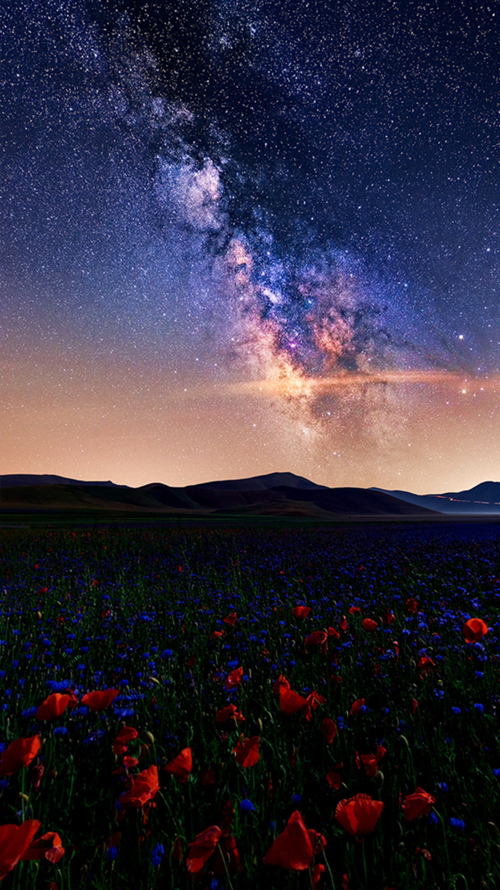 Céu estrelado à noite com um campo de flores silvestres (floração, estrelas)