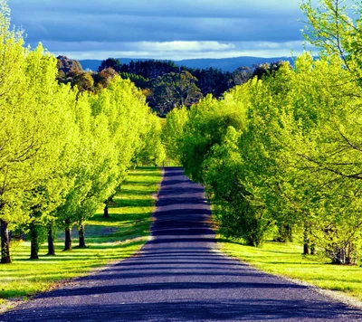 Üppiger grüner Weg durch eine lebendige Waldlandschaft