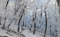 invierno, nieve, naturaleza, árbol, congelación