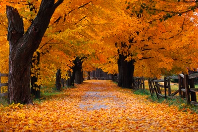 Sentier d'automne pittoresque avec un feuillage vibrant