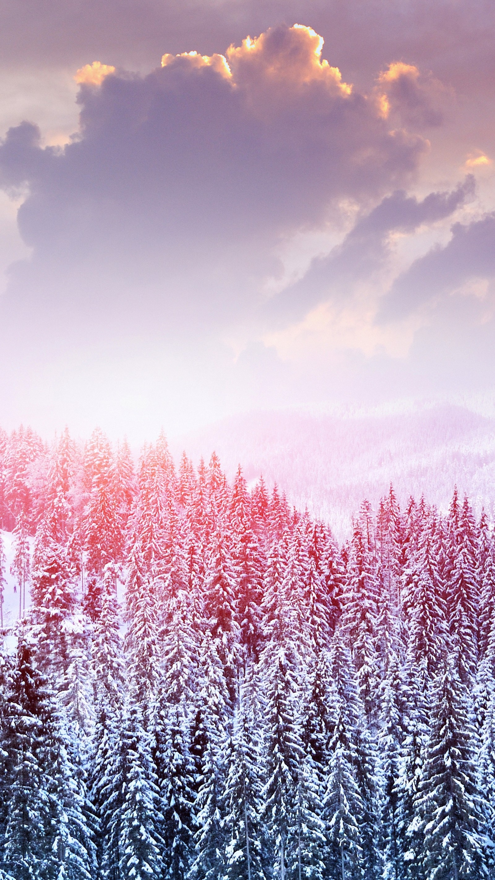 Snowy trees in a forest with a sunset in the background (lavender, pink, cloud, purple, natural landscape)