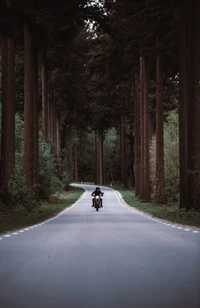 Motociclista montando a través de un sereno camino forestal