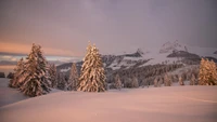 Wintermorgenserenität in einer schneebedeckten Berglandschaft