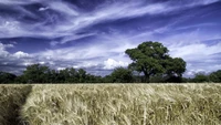 nature, field, cloud, grassland, tree