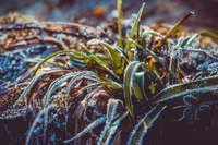 L'herbe et les feuilles embrassées par le gel scintillent sous le soleil d'hiver, mettant en valeur la beauté délicate de la nature dans un paysage serein.