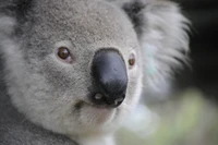 Close-up of a baby koala showcasing its distinctive snout and expressive eyes.