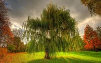 Majestic Weeping Willow Bathed in Morning Sunlight