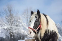 Majestuoso semental con una melena ondulante, de pie con gracia en un paisaje nevado, adornado con elegante equipo de caballo.