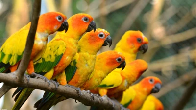 Vibrantes conures del sol posados juntos en una rama