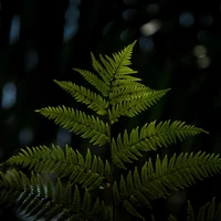 Primer plano de hojas exuberantes de helecho avestruz en un entorno sombreado, destacando texturas intrincadas y un verde vibrante.