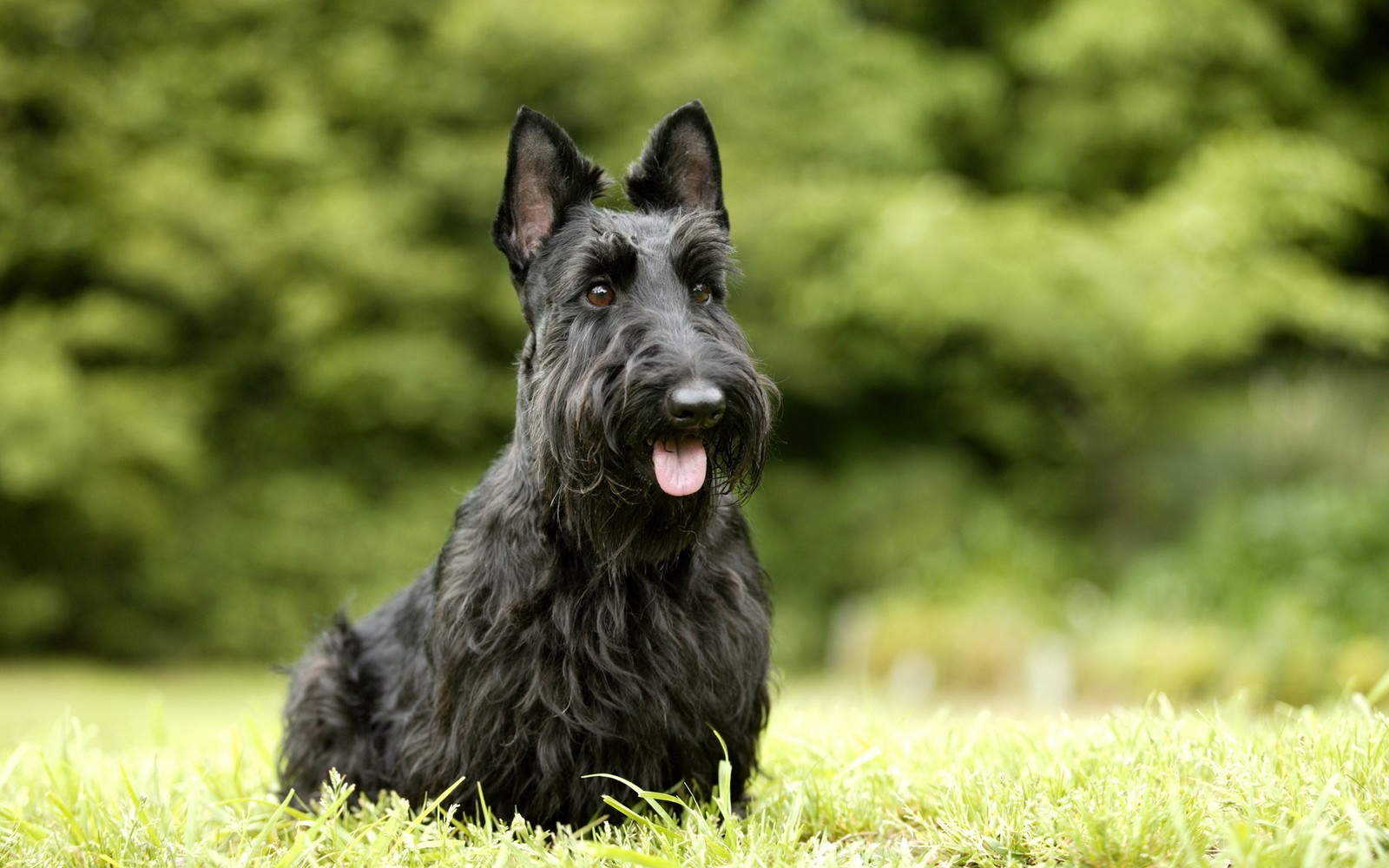 Um close de um cachorro preto sentado na grama (terrier escocês, west highland white terrier, raça de cachorro, focinho, mamífero)