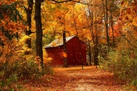 otoño, temporada, hoja, árbol, naturaleza