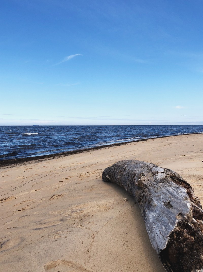 На пляже бревно на фоне голубого неба (море, пляж, физика, наука, побережье)