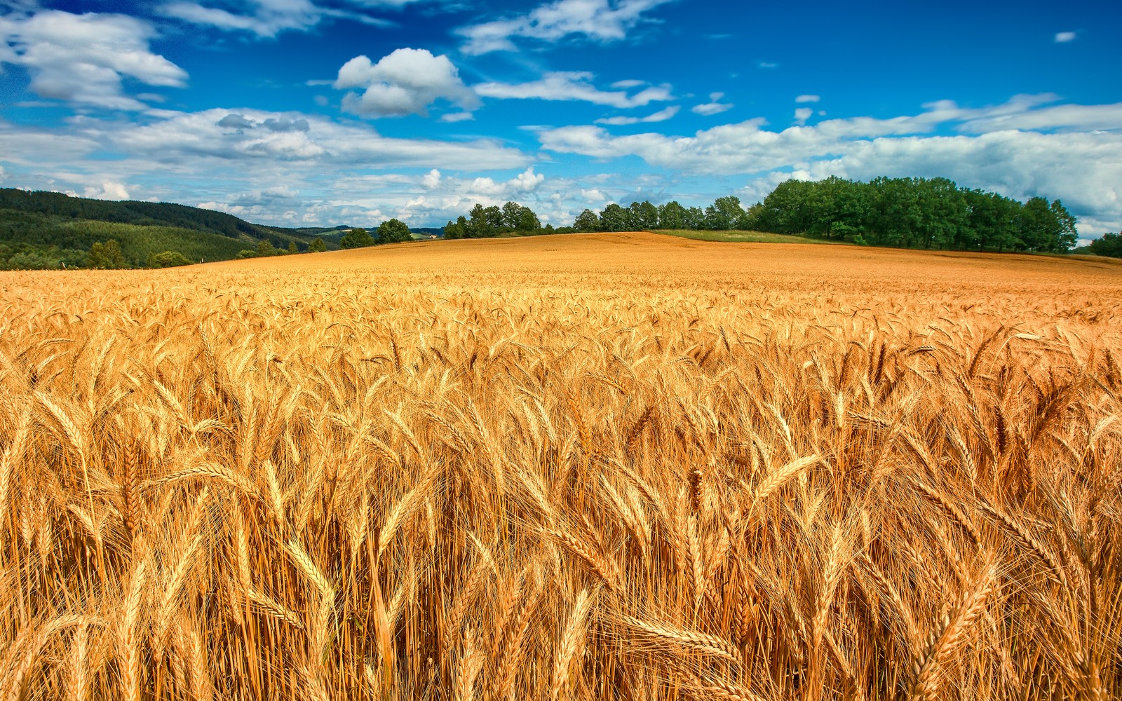 Поле зрелой пшеницы посреди солнечного дня (golden fields, урожай, пейзаж, синее небо, белые облака)