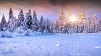 Serenidad invernal: Bosque de abetos cubierto de nieve bajo un cielo helado