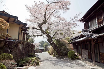 flower, cherry blossom, town, tree, plant