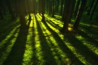 Geflecktes Licht und Schatten in einem üppigen grünen Wald