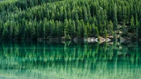 green trees, pine trees, reflections, lake, tranquility