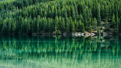 arbres verts, pins, réflexions, lac, tranquillité