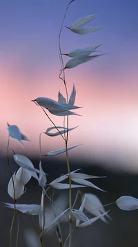 table, plant, twig, houseplant, petal wallpaper