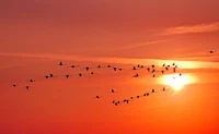 sunset, bird migration, animal migration, horizon, calm wallpaper