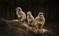 Three meerkats perched on a mossy log, attentively observing their surroundings.