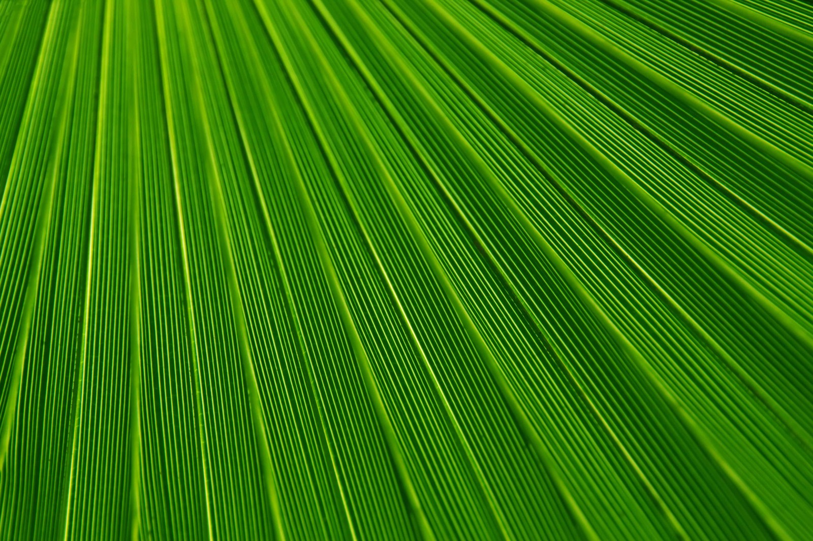 Um close-up de uma folha verde com fundo branco (folha, palmeiras, textura, verde, planta)