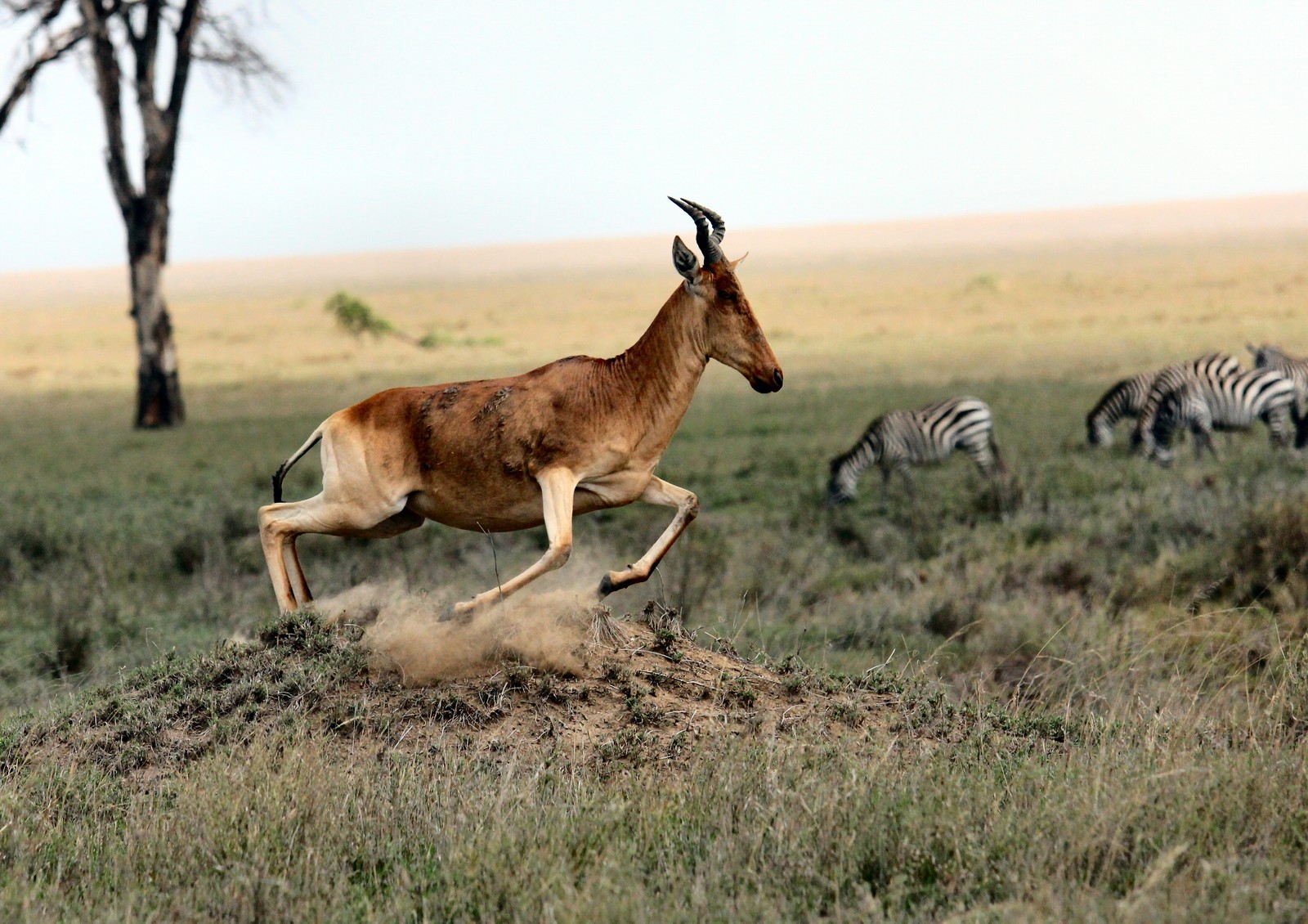 savanna, wildlife, terrestrial animal, grassland, safari wallpaper