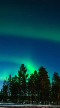 Faszinierende Aurora über einer bewaldeten Landschaft in Island