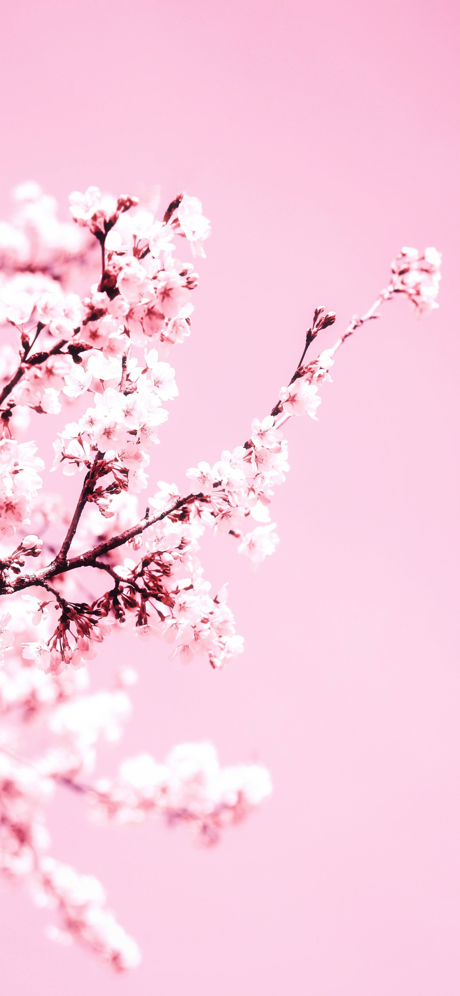 There is a pink background with a branch of a cherry tree (cherry, cherry blossom, flower, petal, branch)