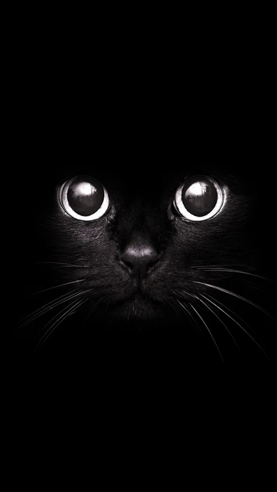 Mirada cautivadora de un gato negro en la oscuridad