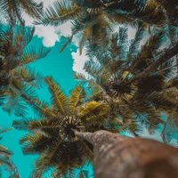 Unter einem Baldachin aus Palmen gegen einen lebhaften blauen Himmel