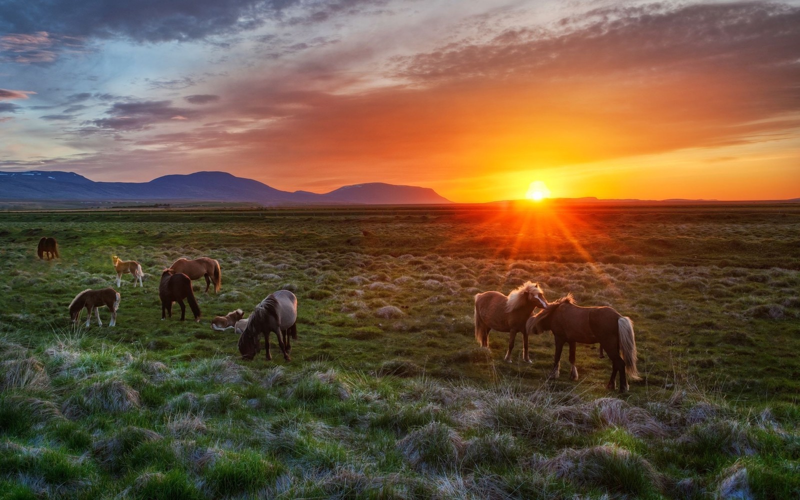 Pferde grasen auf einem feld bei sonnenuntergang mit bergen im hintergrund (isländer, island, grasland, weide, weiden)