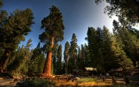 sequoia nationalpark, yosemite nationalpark, nationalpark, park, baum