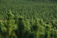 forêt, arbre, vert, végétation, herbe