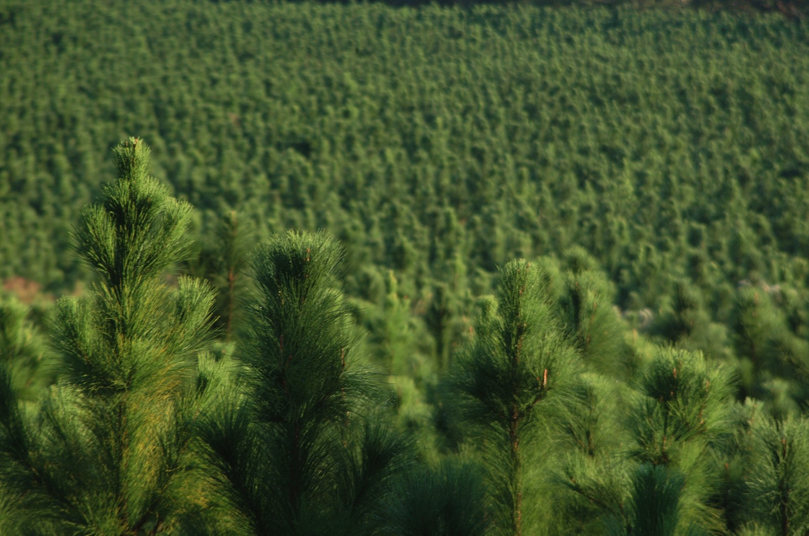 Araffes of pine trees in a field with a mountain in the background (forest, tree, green, vegetation, grass)