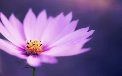 Flor roxa delicada com gotas de orvalho e fundo suave de bokeh