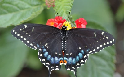 insekt, schwalbenschwanz, motten und schmetterlinge, schmetterling, wirbellose