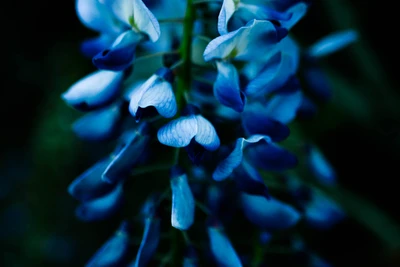 bleu, fleur, plante, plante à fleurs, bleu cobalt