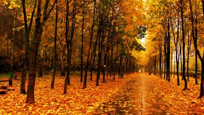 Sentier d'automne à travers un bosquet doré