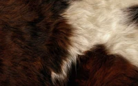 fur, textile, texture, fur clothing, fototapet